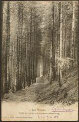 Forêt de sapins à Kichompré-Gérardmer.