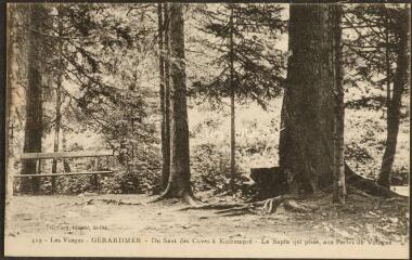 Gérardmer. Du Saut des Cuves à Kichompré. Le Sapin qui pisse, aux Perles de Vologne.