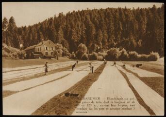 Gérardmer. - Blanchiment sur pré.