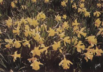 Floraison des jonquilles autour du Lac de Gérardmer.