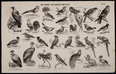 Histoire naturelle. Oiseaux.