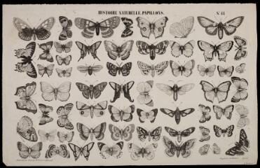 Histoire naturelle. Papillons.