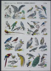 Histoire naturelle, oiseaux.