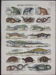 Histoire naturelle (reptiles).