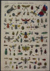 Histoire naturelle, insectes.